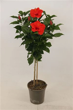 Hibiscus Bordeaux Op Stam