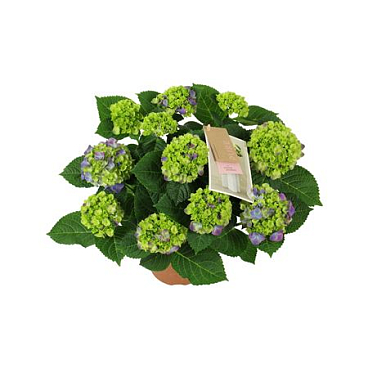 Hydrangea Ma Ningbo Lila 7+