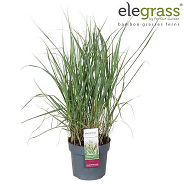 Panicum Virgatum Cheyenne Sky
