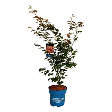 Acer North Wind