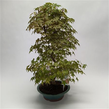 Acer Deshojo Bonsai '