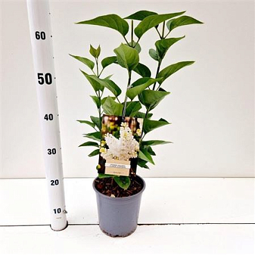 Syringa Vulg Mme Florent Stepman