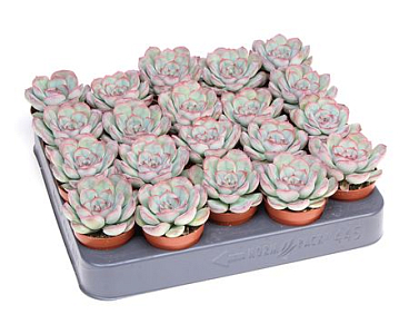 Echeveria Mystery