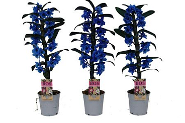 Dendr Nob 1st Painted Blue (injected)