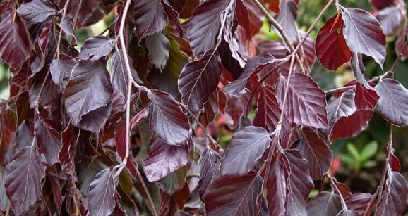 Береза повислая Пурпуреа штамб