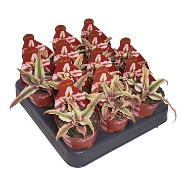 Cryptanthus Bivittatus Potcover