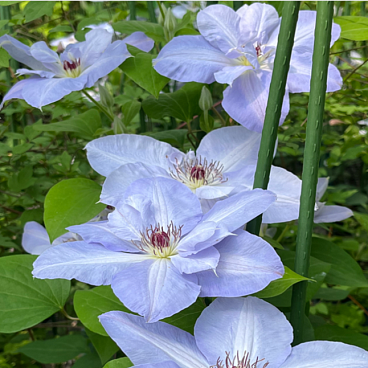 Клематис гибридный Блю Котилион