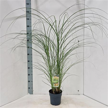 Miscanthus Sin Yaku Jima