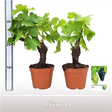 Vitis Bonsai