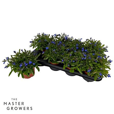Lobelia Hot Blue