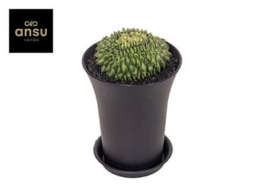 Gymno Cactus Spineless Island Xx