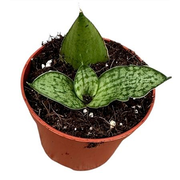 Sansevieria Cinta