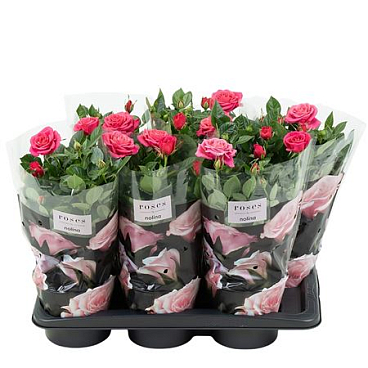 Rosa Palace Deep Pink