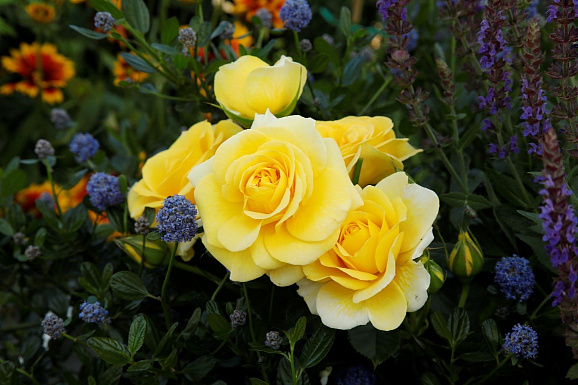 Роза флорибунда Санмэид