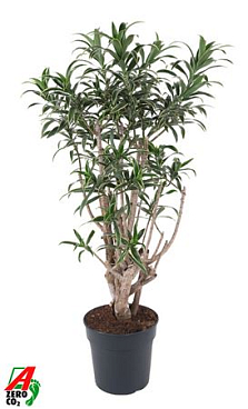 Dracaena Song Of India Vertakt P27