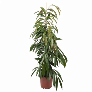 Фикус биннедика Амстел Кинг