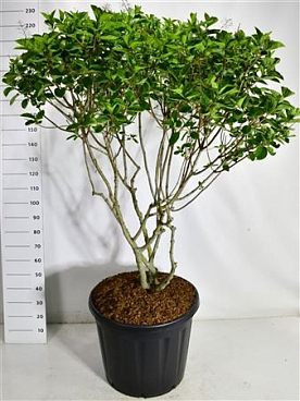 Hydrangea Pan Polar Bear