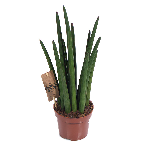 Сансевиерия Микадо