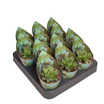 Haworthia Retusa Potcover