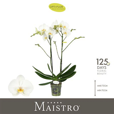 Phal 2st Maistro Bach 18+ (opti)