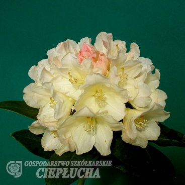 Рододендрон якушиманский Голден Торч