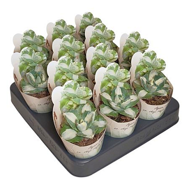 Agave Potatorum Shoji Raijin Mediopicta Alba