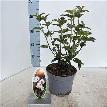 Physocarpus Op Red Baron