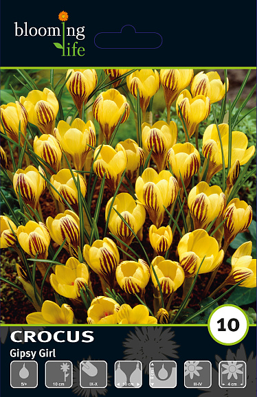 Крокус ботанический Джипси Герл