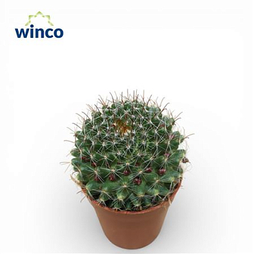 Mammillaria Zeilmaniana (flowering)