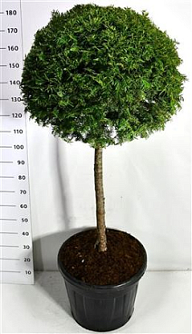 Taxus Baccata On Stem