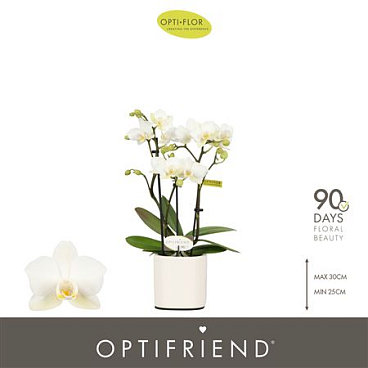 Phal 3st Sandra 15+ In White Lazio (opti)