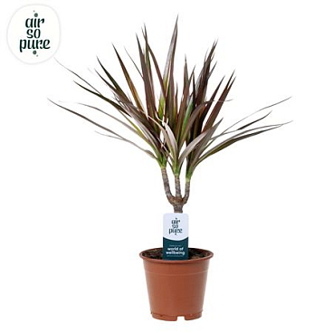 Drac Magenta 15cm Stem