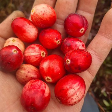 Клюква крупноплодная Станкович | Оптовая цветочная компания «Флора Групп» Клюква крупноплодная Станкович