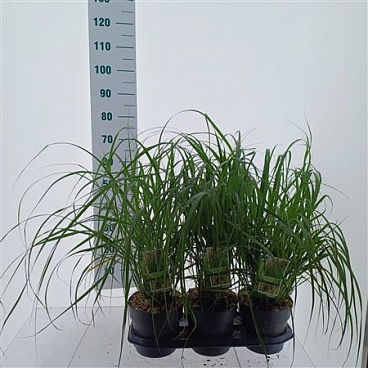 Pennisetum Alop Red Head