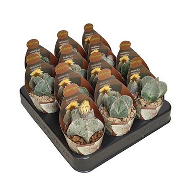 Astrophytum Myriostigma Potcover