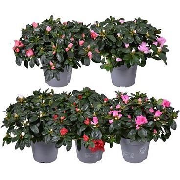 Azalea Mix