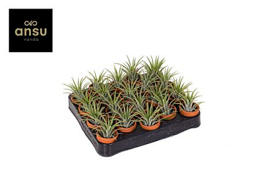 Tillandsia In Terracotta Pot