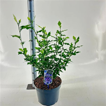 Hibiscus Syr Blue Chiffon