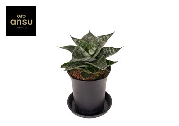 Sansevieria Comet Ming Green Marble In Sierpot