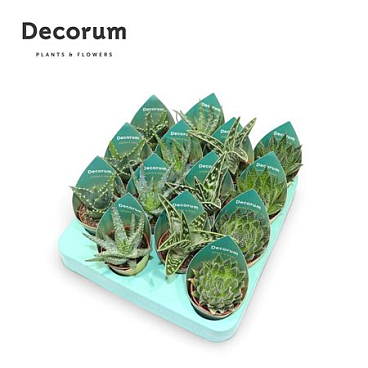 Aloe Mix (4spc.) (decorum) Potcover