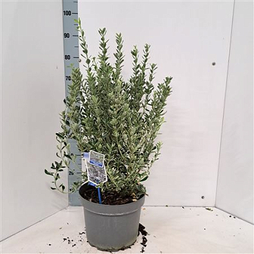 Euonymus Jap Susan