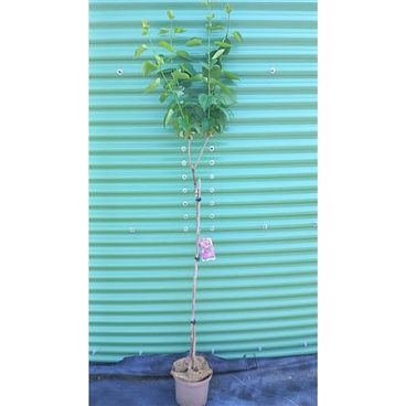 Syringa Vulg Sensation On Stem