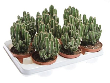 Cereus Florida