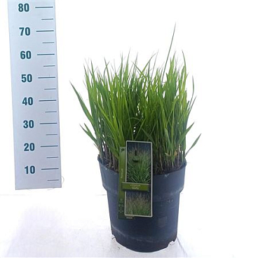 Panicum Virgatum Stäffa