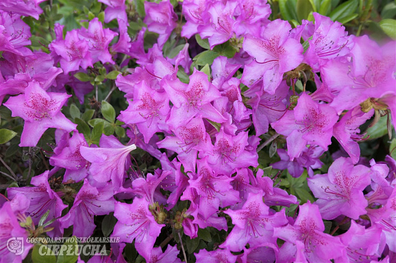 Азалия японская Пуханенсе