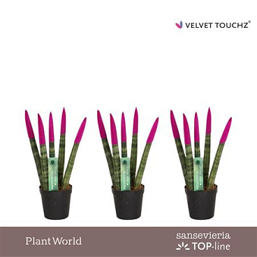 Sansevieria Velvet Touchz Fuchsia