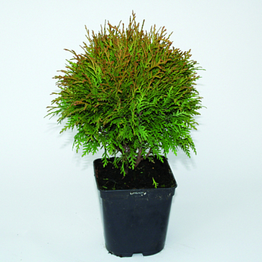 Туя западная Меки