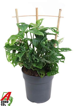 Monstera Adonsonii On Reck