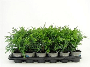 Chamaecyparis Laws Globosa