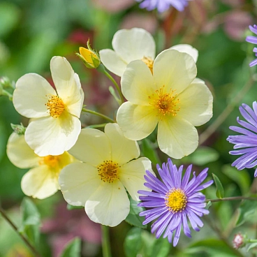 Роза парковая Тоттеринг Бай Джентли